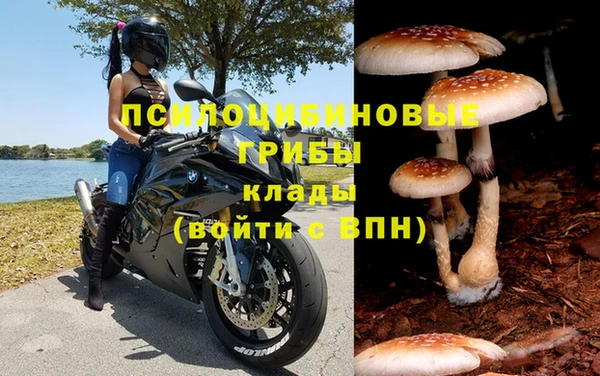 прущие грибы Иннополис